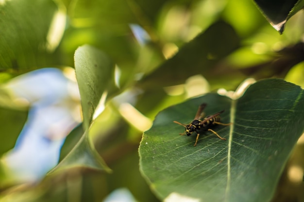 写真 葉の上の昆虫のクローズアップ