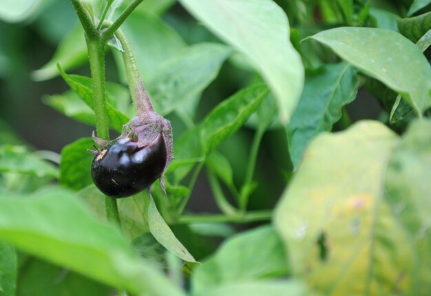 写真 葉の上の昆虫のクローズアップ