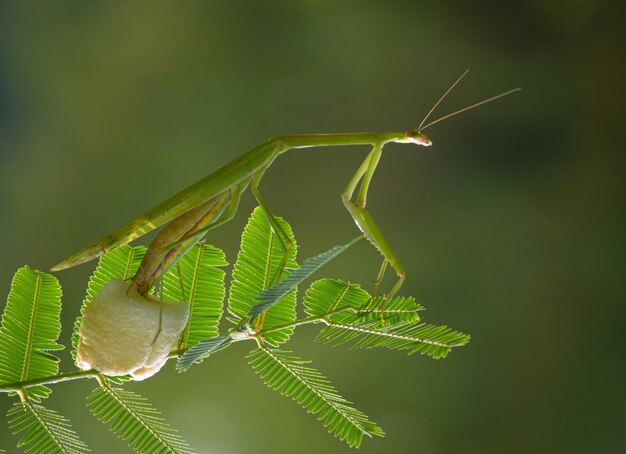 写真 葉の上の昆虫のクローズアップ