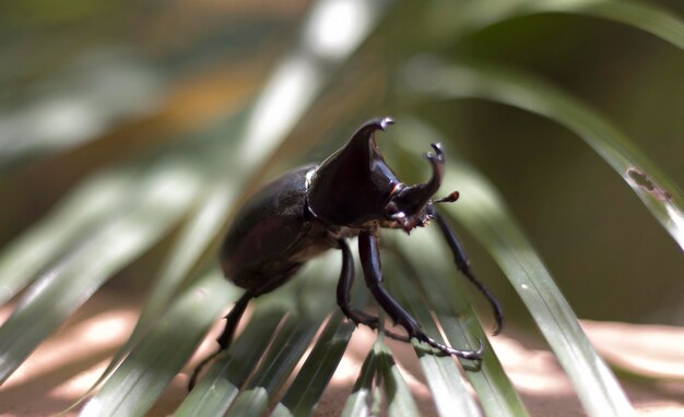 写真 葉の上の昆虫のクローズアップ