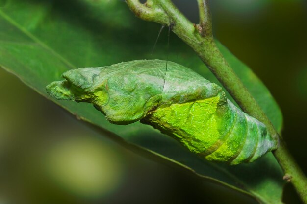 写真 葉の上の昆虫のクローズアップ