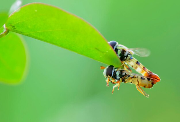 写真 葉の上の昆虫のクローズアップ