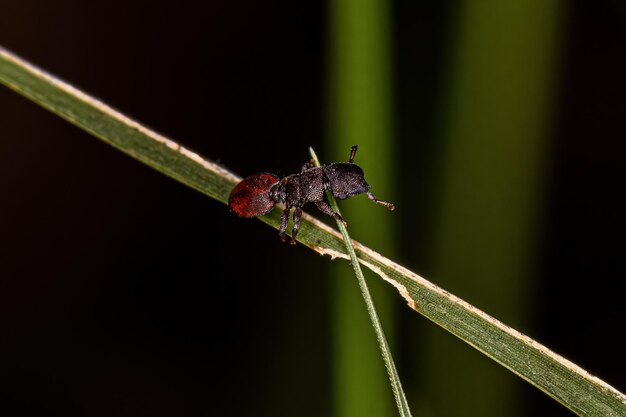 Фото Близкий план насекомого на листе