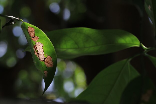 写真 葉の上の昆虫のクローズアップ