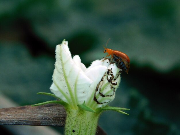 Фото Близкий план насекомого на листе