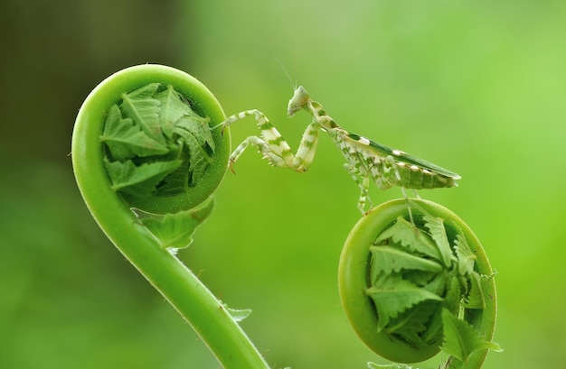 사진 잎 에 있는 곤충 의 클로즈업