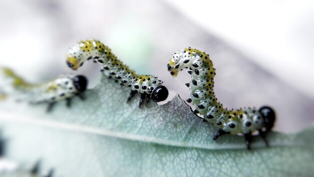 写真 葉の上の昆虫のクローズアップ