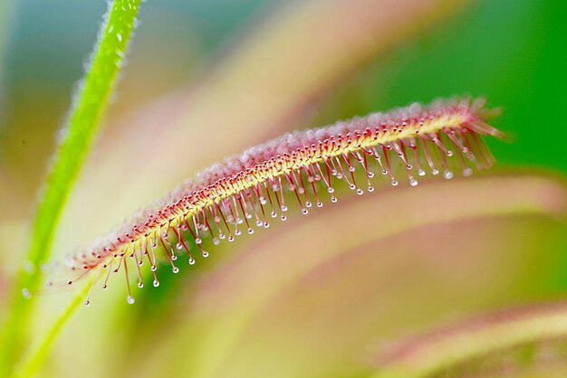 写真 葉の上の昆虫のクローズアップ