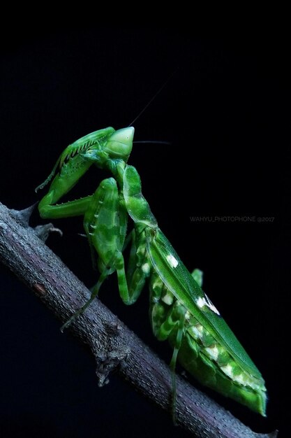 写真 葉の上の昆虫のクローズアップ