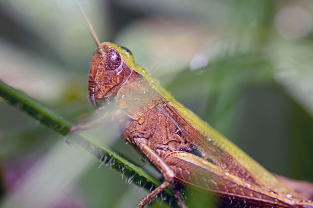 写真 葉の上の昆虫のクローズアップ