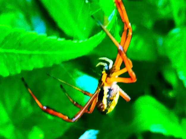 写真 葉の上の昆虫のクローズアップ