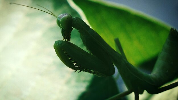 写真 葉の上の昆虫のクローズアップ