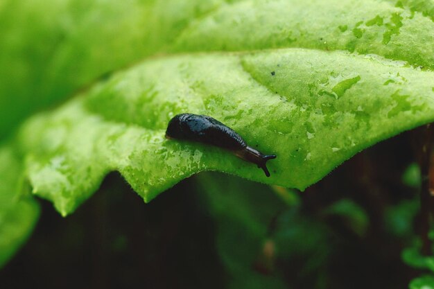 写真 葉の上の昆虫のクローズアップ