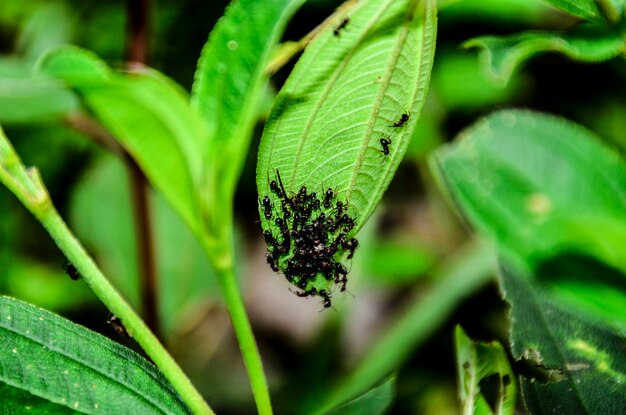 写真 葉の上の昆虫のクローズアップ