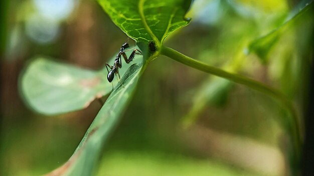 写真 葉の上の昆虫のクローズアップ