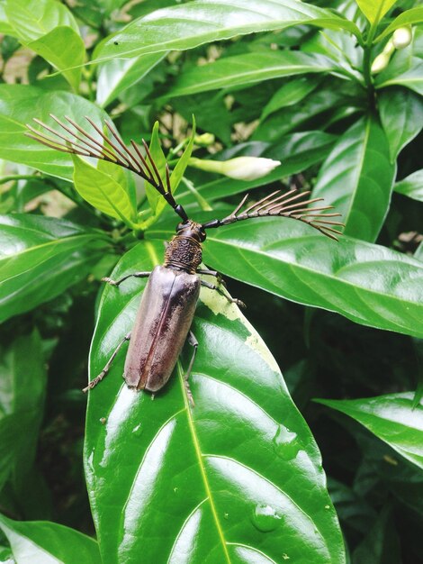 写真 葉の上の昆虫のクローズアップ