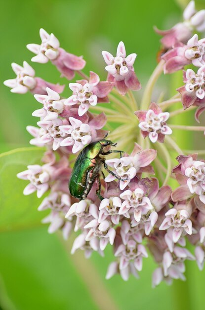 写真 ピンクの花の昆虫のクローズアップ