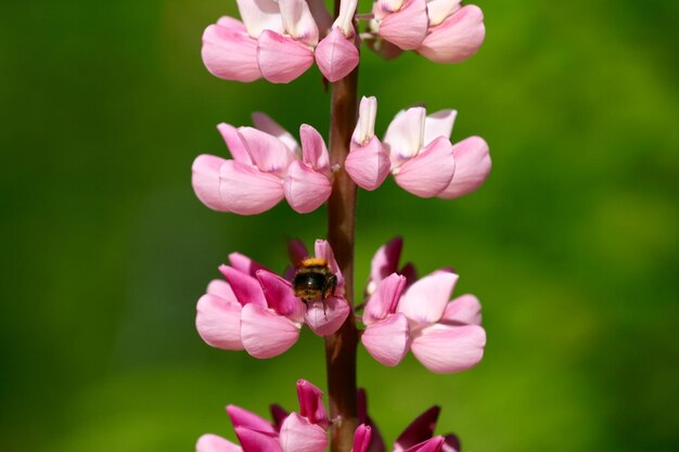 写真 ピンクの花の昆虫のクローズアップ