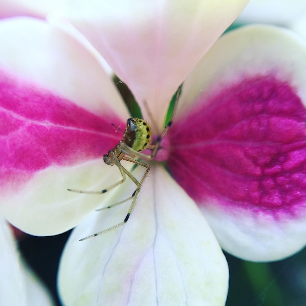 Фото Близкий план насекомого на розовом цвете