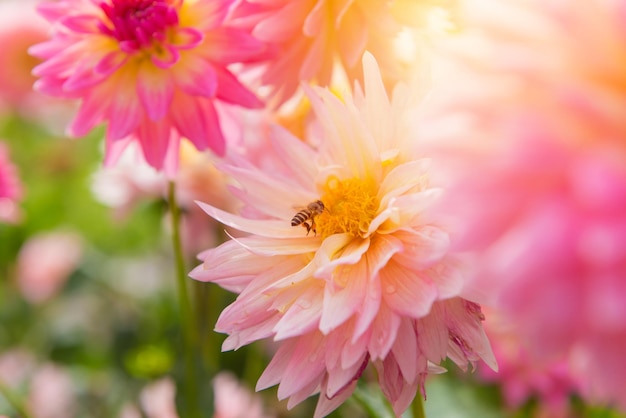 Фото Близкий план насекомого на розовом цвете