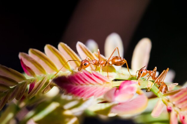 写真 ピンクの花の昆虫のクローズアップ