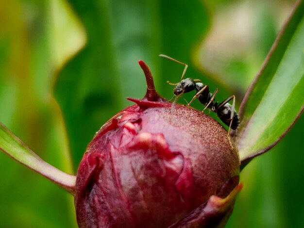 写真 植物アリの昆虫のクローズアップ