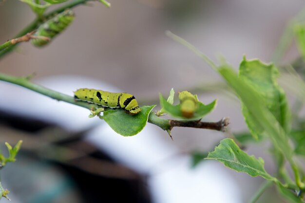 写真 植物上の昆虫のクローズアップ