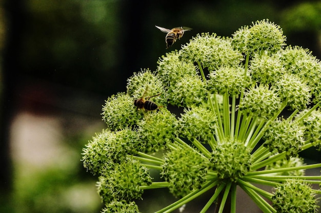 写真 植物上の昆虫のクローズアップ