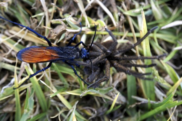 写真 植物上の昆虫のクローズアップ