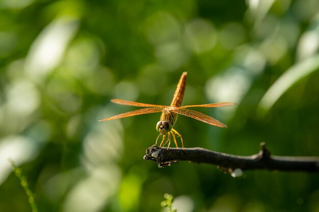 写真 植物上の昆虫のクローズアップ