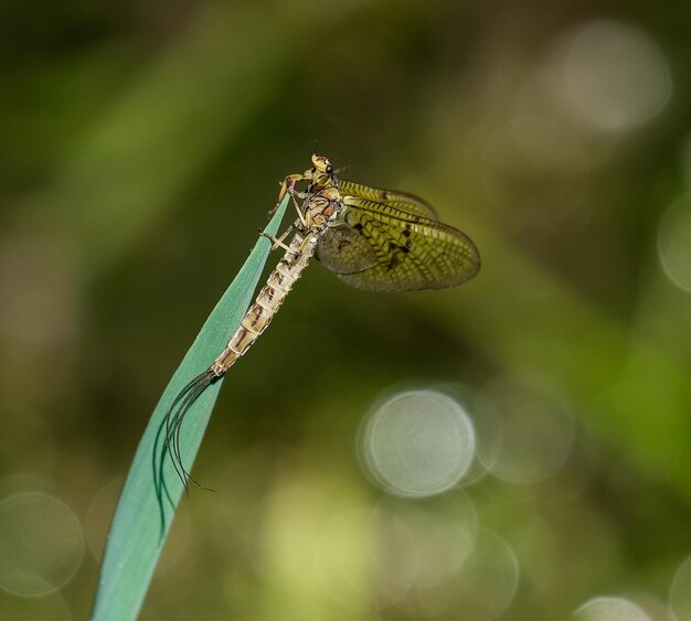 写真 植物上の昆虫のクローズアップ