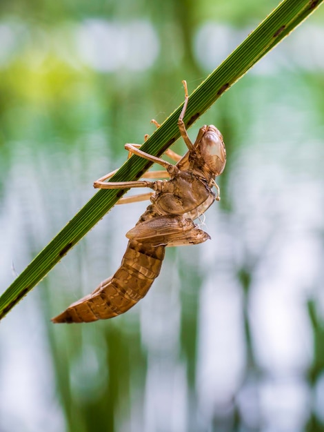 写真 植物上の昆虫のクローズアップ