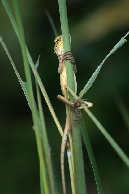 写真 植物上の昆虫のクローズアップ