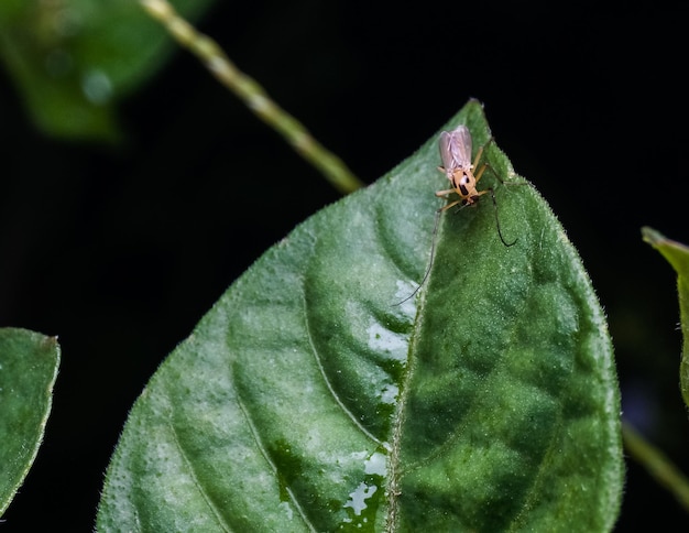 Фото Близкий план насекомого на растении