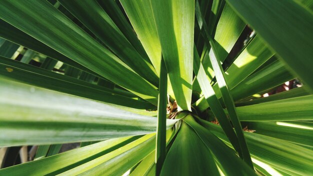 写真 植物上の昆虫のクローズアップ