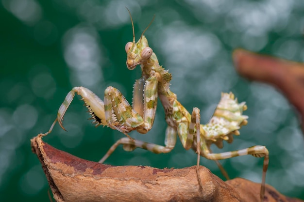 写真 植物上の昆虫のクローズアップ