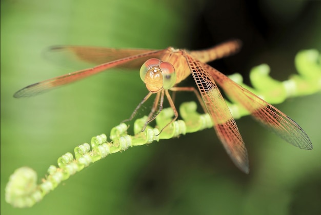 写真 植物上の昆虫のクローズアップ