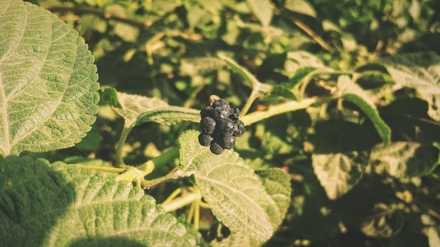 写真 植物上の昆虫のクローズアップ