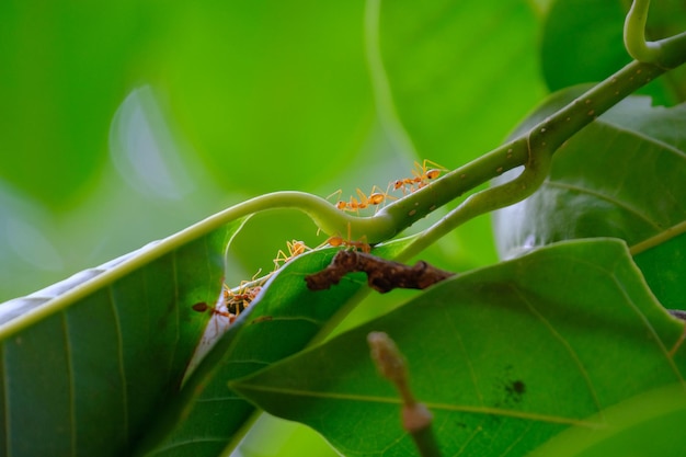 写真 植物上の昆虫のクローズアップ