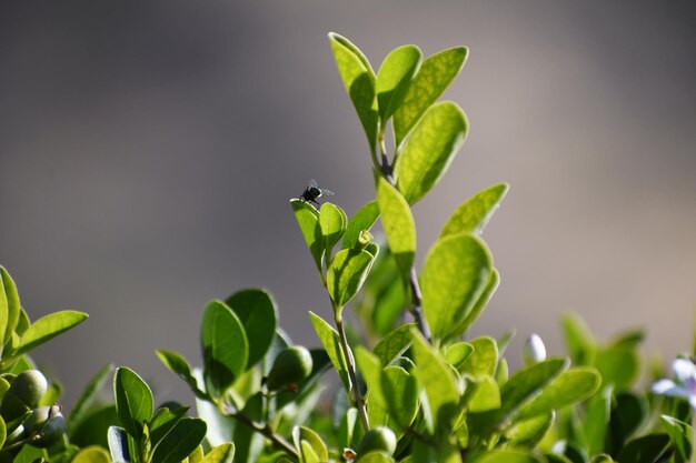 写真 植物上の昆虫のクローズアップ