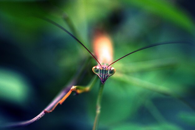 写真 植物上の昆虫のクローズアップ