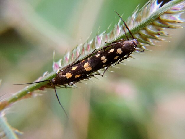 写真 植物上の昆虫のクローズアップ