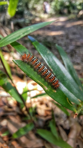 写真 植物上の昆虫のクローズアップ