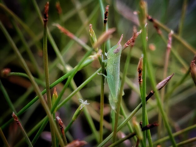 写真 植物上の昆虫のクローズアップ