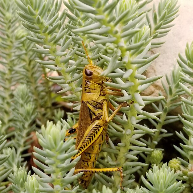 写真 植物上の昆虫のクローズアップ