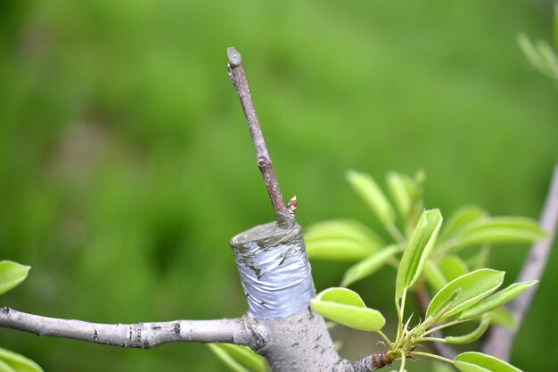 写真 植物上の昆虫のクローズアップ