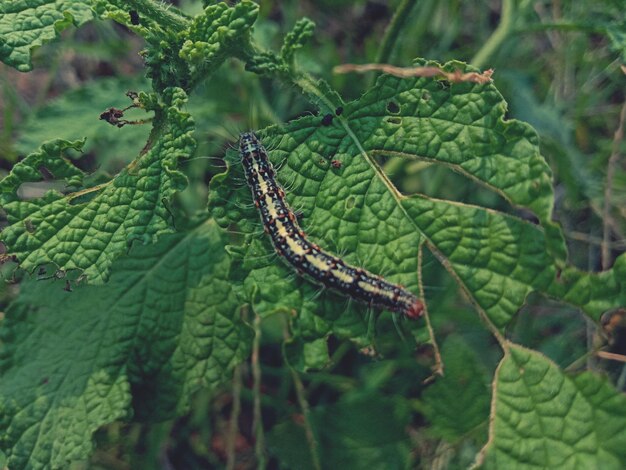 写真 植物上の昆虫のクローズアップ