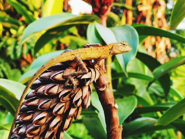 写真 植物上の昆虫のクローズアップ