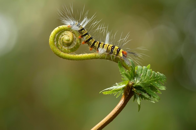 写真 植物上の昆虫のクローズアップ