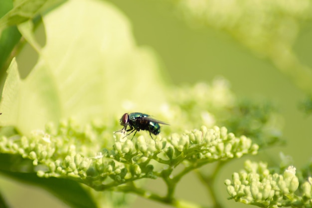 写真 植物上の昆虫のクローズアップ